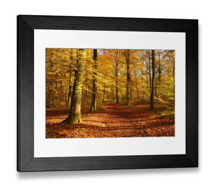 Framed Print : Path through Beech (Fagus sylvatica) woodland in autumn, Wickham, Hampshire, England, UK, November Framed Print : Path through Beech (Fagus sylvatica) woodland in autumn, Wickham, Hampshire, England, UK, November