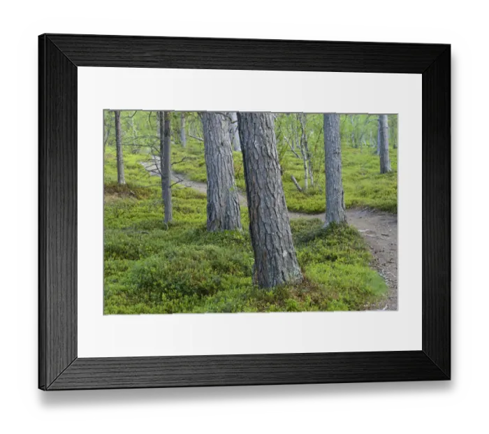Framed Print : Footpath winding between Scots pine (Pinus sylvestris) trunks, old growth pine forest Framed Print : Footpath winding between Scots pine (Pinus sylvestris) trunks, old growth pine forest