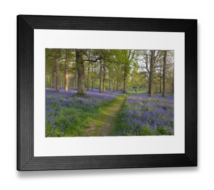 Framed Print : Path through Blickling Great Wood with Bluebells (Hyacinthoides non-scripta) in flower, UK, April Framed Print : Path through Blickling Great Wood with Bluebells (Hyacinthoides non-scripta) in flower, UK, April