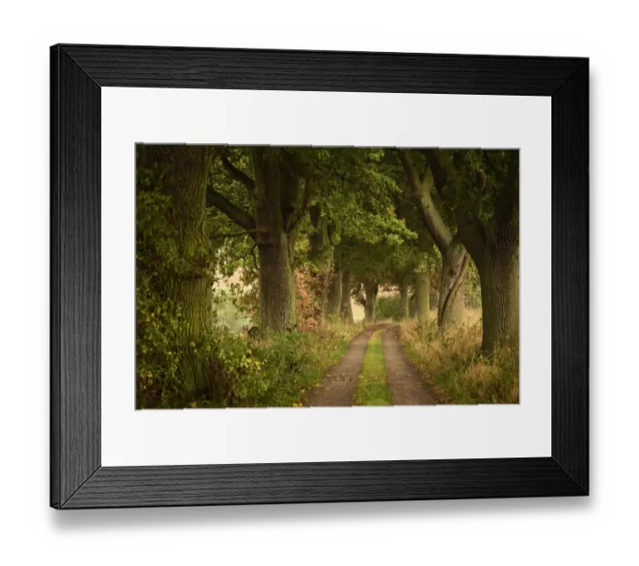 Framed Print : Avenue of Oak trees (Quercus) Eickelberg, Warnowtal, Germany, September Framed Print : Avenue of Oak trees (Quercus) Eickelberg, Warnowtal, Germany, September