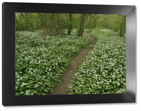 Path through woodland with Wild garlic (Allium ursinum) in flower, Hampshire, England