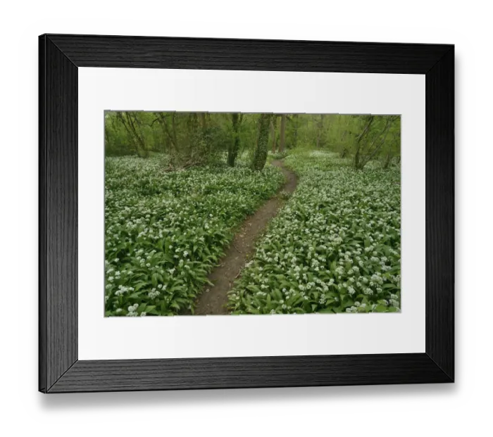 Framed Print : Path through woodland with Wild garlic (Allium ursinum) in flower, Hampshire, England Framed Print : Path through woodland with Wild garlic (Allium ursinum) in flower, Hampshire, England