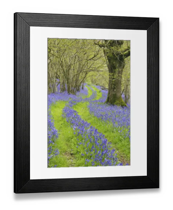 Framed Print : Track running through woodland with Bluebells (Hyacinthoides non-scripta) flowering Framed Print : Track running through woodland with Bluebells (Hyacinthoides non-scripta) flowering