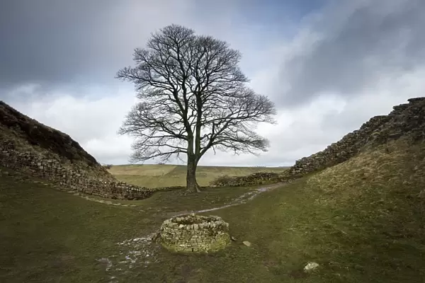 Sycamore (Acer pseudoplatanus) in Sycamore Gap, Hadrians Wall