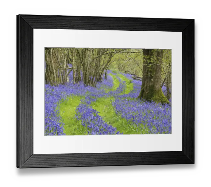 Framed Print : Bluebells (Hyacinthoides non-scripta) flowering in woodland with track running through