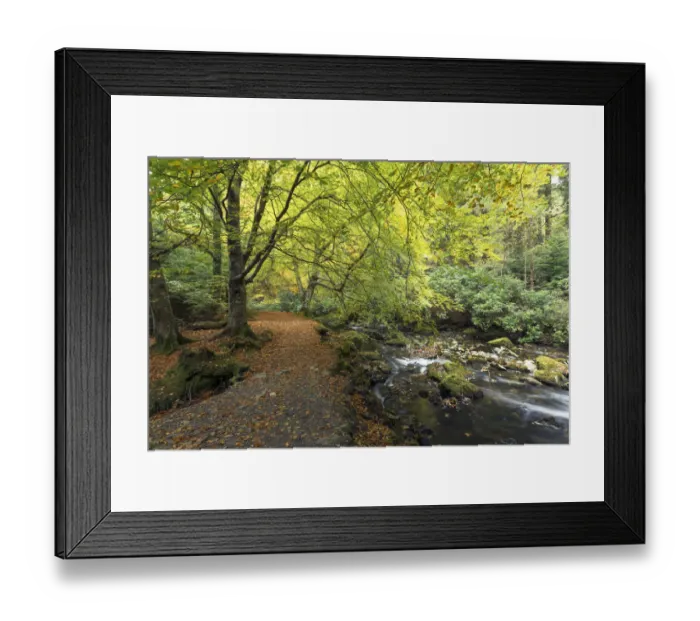 Framed Print : Footpath in woodland beside the Shimna River, Tollymore Forest Park, County Down