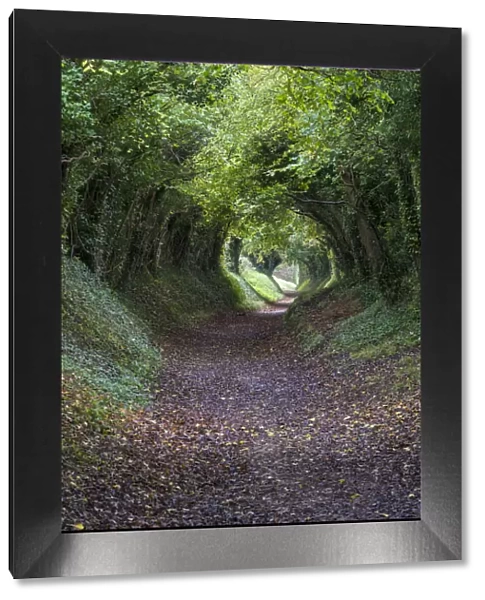 Tunnel of Trees, Halnaker, Chichester, West Sussex, UK. October 2017