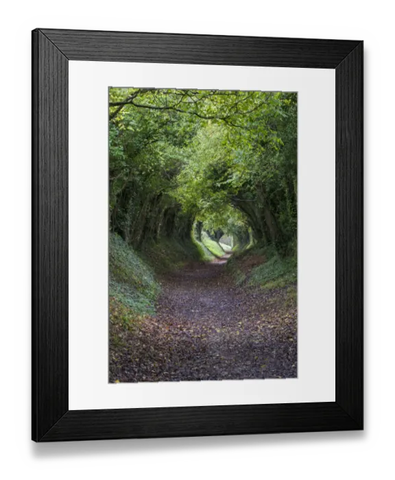 Framed Print : Tunnel of Trees, Halnaker, Chichester, West Sussex, UK. October 2017 Framed Print : Tunnel of Trees, Halnaker, Chichester, West Sussex, UK. October 2017