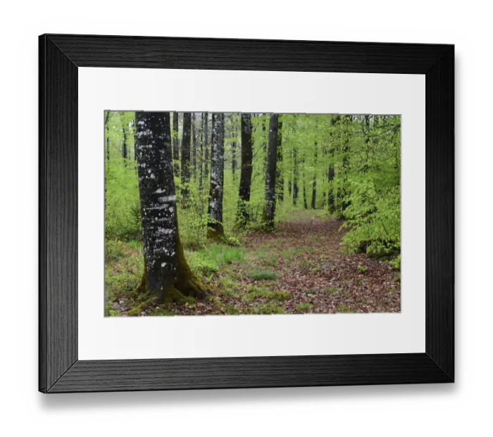 Framed Print : Beech forest (Fagus sylvatica) in spring, Vosges Mountain, France, May Framed Print : Beech forest (Fagus sylvatica) in spring, Vosges Mountain, France, May
