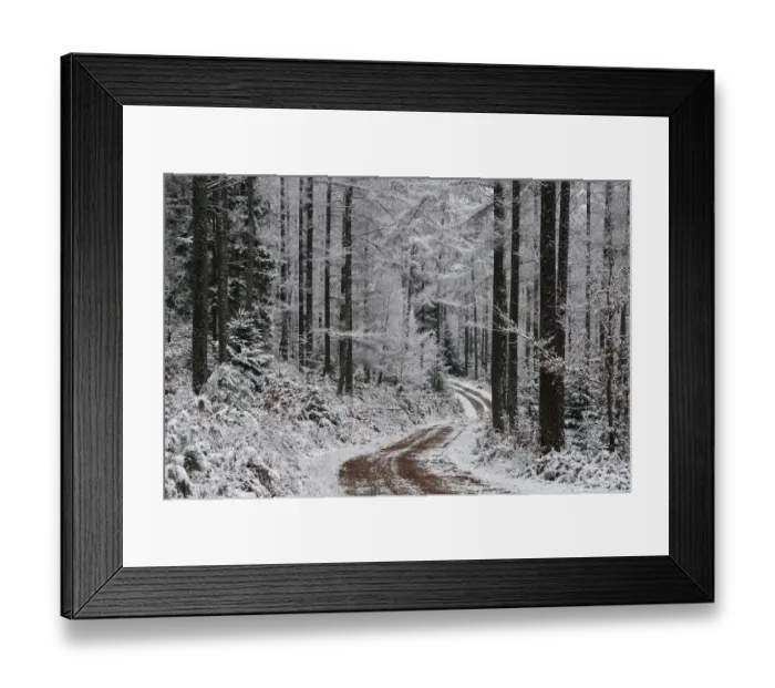 Framed Print : Track / path running through snow covered Larch (Larix sp) forest in winter, Vosges Framed Print : Track / path running through snow covered Larch (Larix sp) forest in winter, Vosges