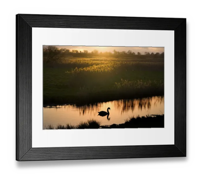 Framed Print : Mute swan (Cygnus olor) on the River Ant at sunset, How Hill, Norfolk, UK, Winter Framed Print : Mute swan (Cygnus olor) on the River Ant at sunset, How Hill, Norfolk, UK, Winter