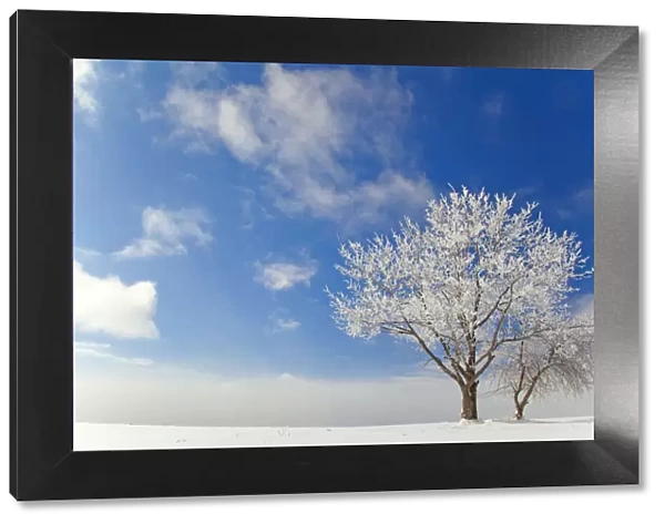 Tree covered with rime ice standing in snow-covered field, aginst blue sky with clouds