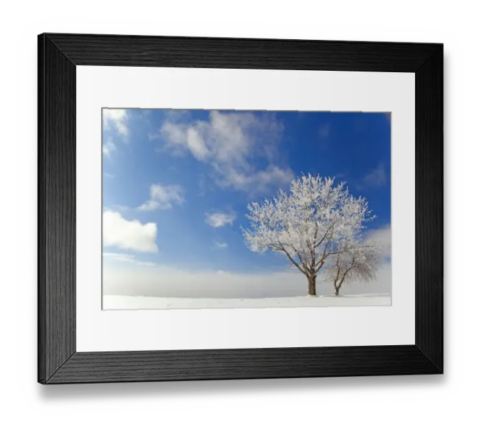 Framed Print : Tree covered with rime ice standing in snow-covered field, aginst blue sky with clouds Framed Print : Tree covered with rime ice standing in snow-covered field, aginst blue sky with clouds