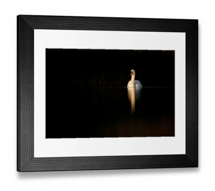 Framed Print : Mute swan (Cygnus olor) in late evening light, Fife, Scotland, UK, November. Photographer quote