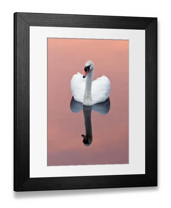 Framed Print : Mute swan {Cygnus olor} on water with reflection, Shapwick Heath (Somerset Wildlife Framed Print : Mute swan {Cygnus olor} on water with reflection, Shapwick Heath (Somerset Wildlife