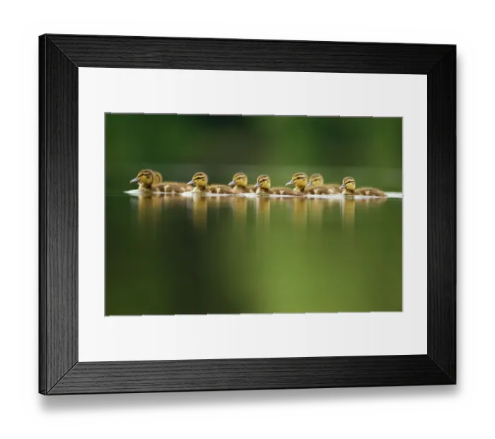 Framed Print : A line of Mallard (Anas platyrhynchos) ducklings swimming on a still lake, Derbyshire, England, UK, June