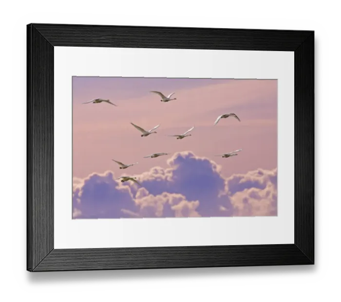 Framed Print : Whooper swans (Cygnus cygnus) in flight at dusk, Lancashire, UK Framed Print : Whooper swans (Cygnus cygnus) in flight at dusk, Lancashire, UK