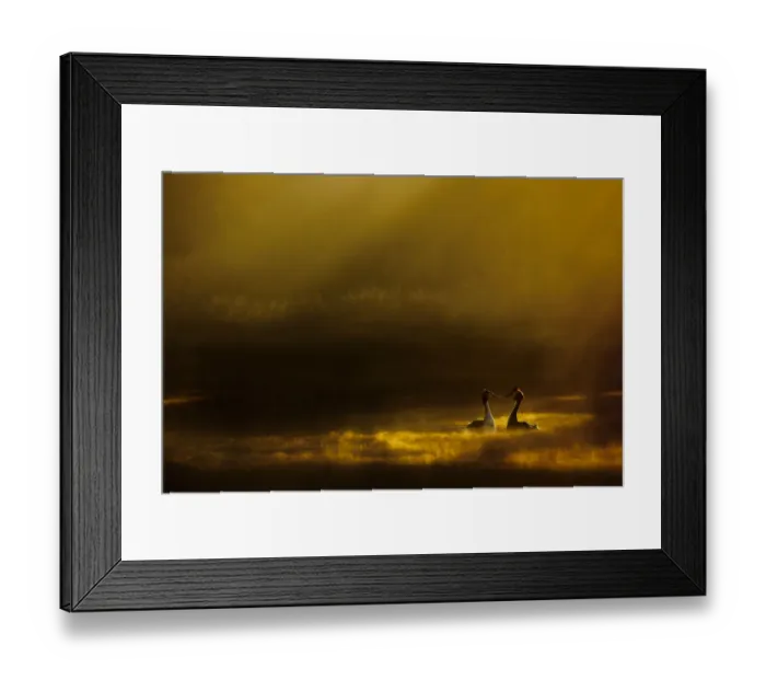 Framed Print : Great crested grebes (Podiceps cristatus) performing their elaborate courtship ritual at dawn Framed Print : Great crested grebes (Podiceps cristatus) performing their elaborate courtship ritual at dawn