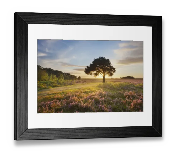 Framed Print : Ling (Calluna vulgaris) and Bell Heather (Erica cinerea) blooming on heathland with Framed Print : Ling (Calluna vulgaris) and Bell Heather (Erica cinerea) blooming on heathland with
