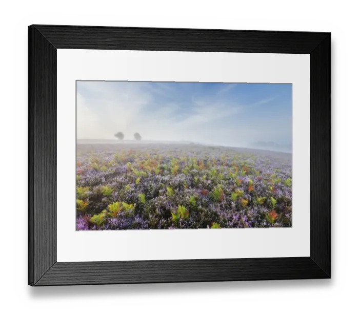Framed Print : View over New Forest heathland in mist at dawn with Ling (Calluna vulgaris) and Bell Heather Framed Print : View over New Forest heathland in mist at dawn with Ling (Calluna vulgaris) and Bell Heather