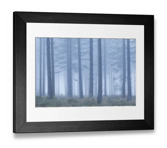 Framed Print : Coniferous forest in mist at Bolderwood. New Forest National Park, Hampshire, England