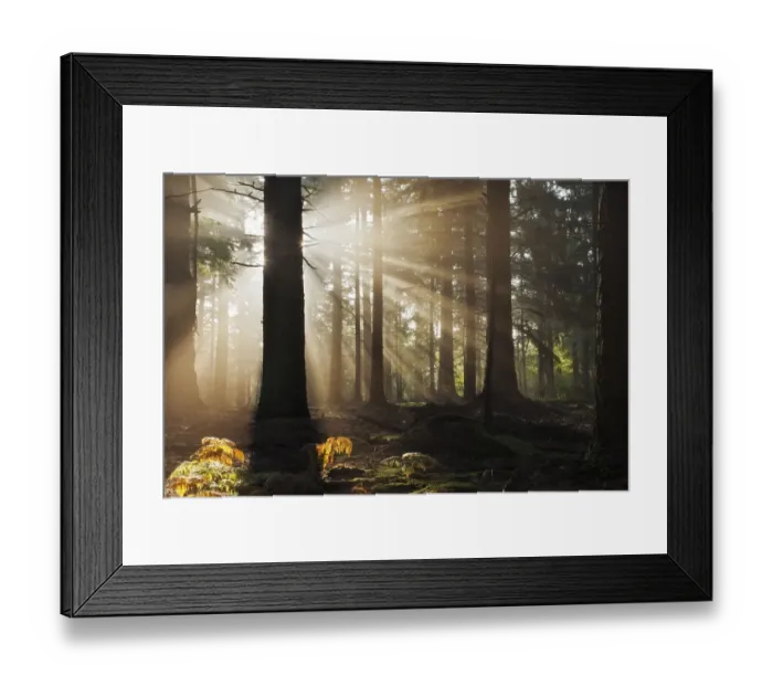 Framed Print : Dawn in Bolderwood with mist and rays of sunlight. New Forest National Park, Hampshire Framed Print : Dawn in Bolderwood with mist and rays of sunlight. New Forest National Park, Hampshire