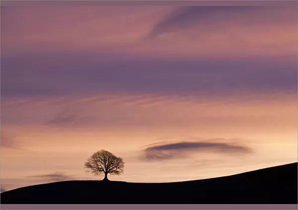 English Oak (Quercus robur) silhouetted on horizon at sunrise. West Milton, Dorset
