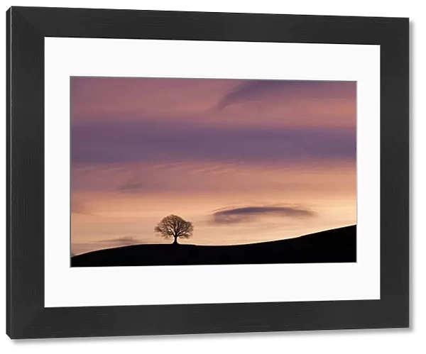 English Oak (Quercus robur) silhouetted on horizon at sunrise. West Milton, Dorset