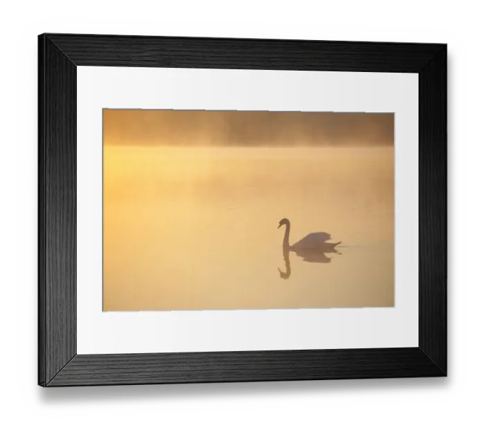 Framed Print : Mute swan (Cygnus olor) on River Spey at dawn, Cairngorms National Park, Scotland Framed Print : Mute swan (Cygnus olor) on River Spey at dawn, Cairngorms National Park, Scotland