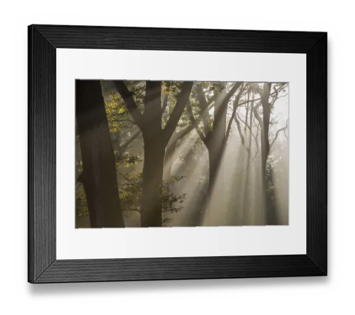 Framed Print : Rays of sunlight penetrating woodland, Rhinefield, The New Forest, Hampshire, UK. November 2012 Framed Print : Rays of sunlight penetrating woodland, Rhinefield, The New Forest, Hampshire, UK. November 2012