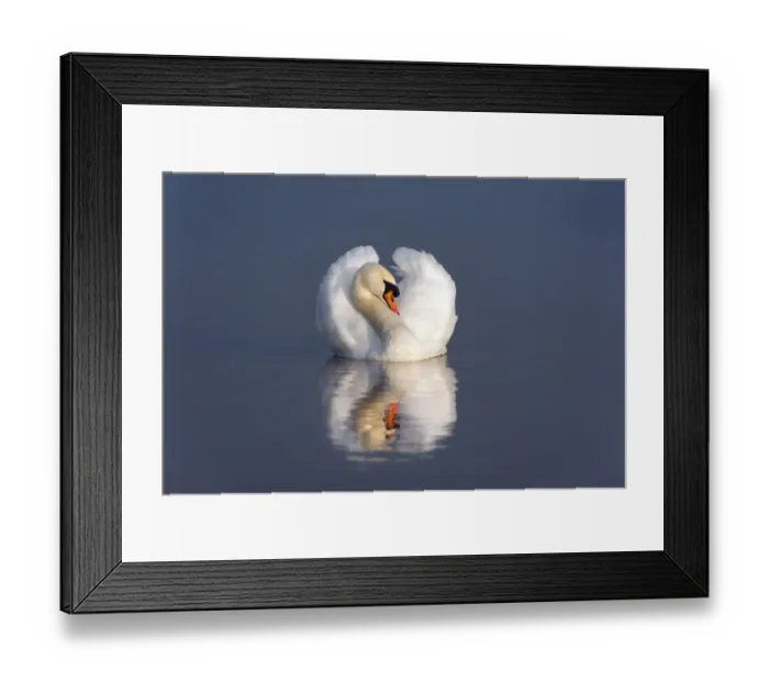 Framed Print : Mute swan (Cygnus olor) on water, England, December Framed Print : Mute swan (Cygnus olor) on water, England, December