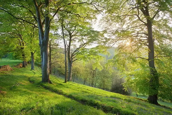 Beech (Fagus sylvatica) woodland in spring, at dawn, Peak District National Park, Cheshire, UK, May