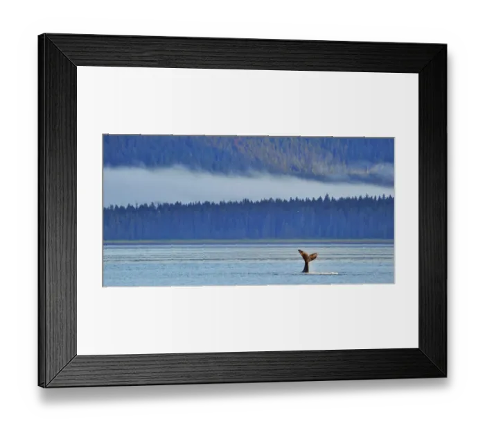 Framed Print : Tail fluke of a diving Humpback whale (Megaptera novaeangliae) misty coast in background Framed Print : Tail fluke of a diving Humpback whale (Megaptera novaeangliae) misty coast in background