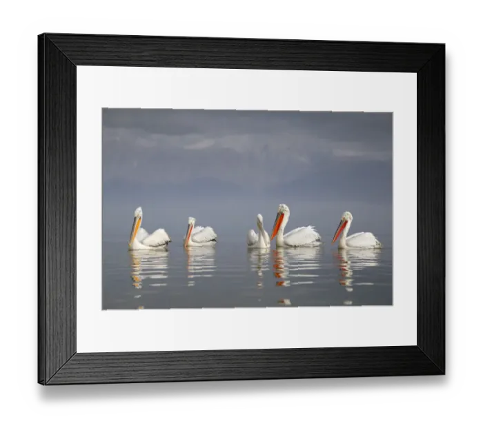 Framed Print : Dalmatian pelican (Pelecanus crispus) group of five resting on the lake, with mountain Framed Print : Dalmatian pelican (Pelecanus crispus) group of five resting on the lake, with mountain