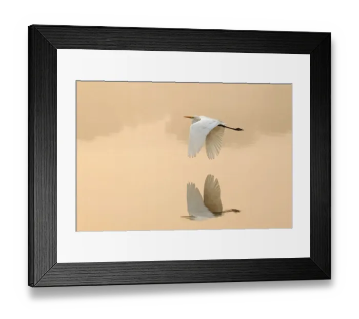 Framed Print : Great egret (Ardea alba) flying across lake, Ranthambhore National Park, India