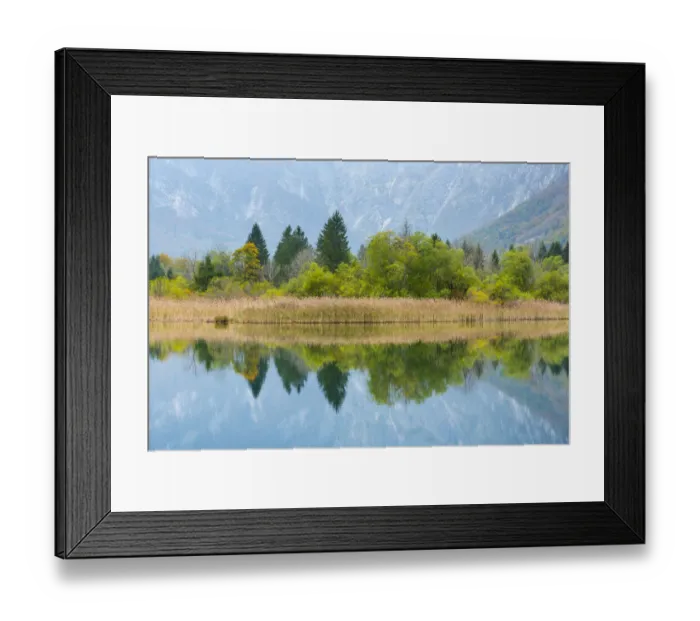 Framed Print : Woodland and reedbed reflected in Lake Bohinj, Triglav National Park, Julian Alps Framed Print : Woodland and reedbed reflected in Lake Bohinj, Triglav National Park, Julian Alps