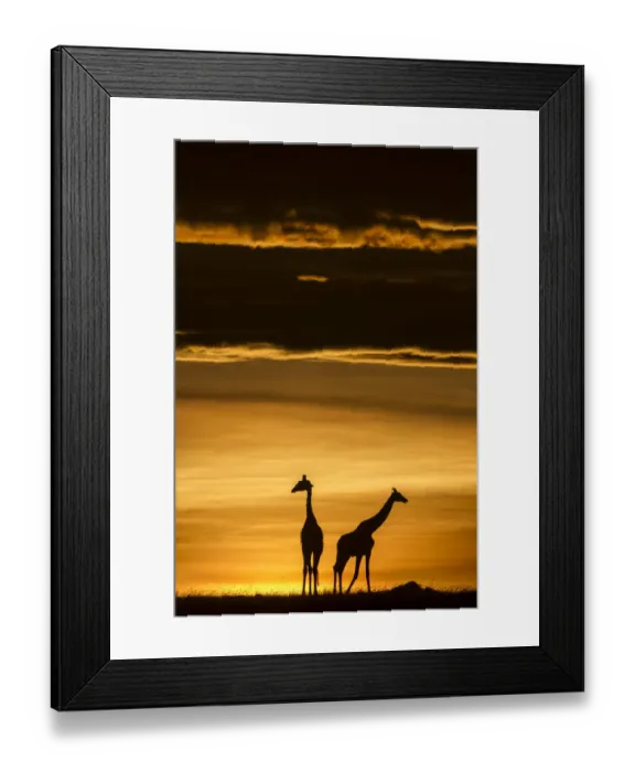 Framed Print : Masai giraffe (Giraffa camelopardalis tippelskirchi) two silhouetted at sunrise Framed Print : Masai giraffe (Giraffa camelopardalis tippelskirchi) two silhouetted at sunrise