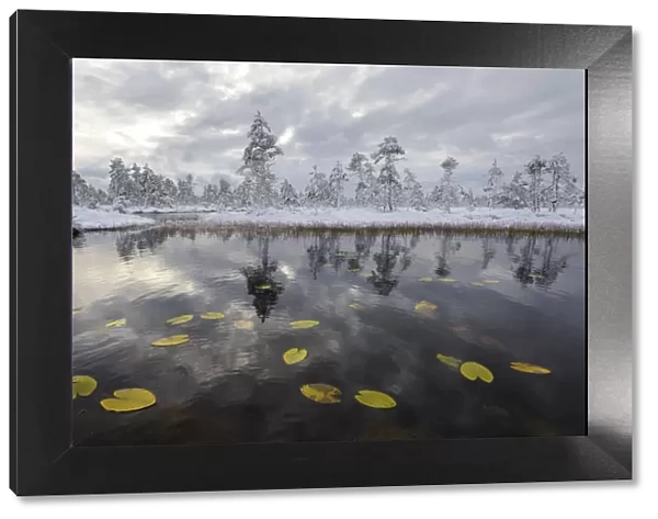 Water lily leaves in bog pool, with snow covered pine forest in the background, Tartumaa, Estonia