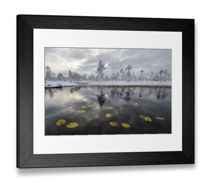 Framed Print : Water lily leaves in bog pool, with snow covered pine forest in the background, Tartumaa, Estonia Framed Print : Water lily leaves in bog pool, with snow covered pine forest in the background, Tartumaa, Estonia