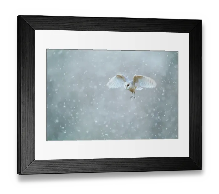 Framed Print : Barn owl (Tyto alba) flying through heavy snowfall, Derbyshire, February Framed Print : Barn owl (Tyto alba) flying through heavy snowfall, Derbyshire, February