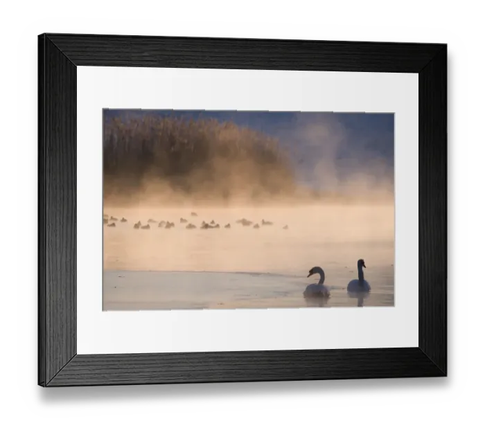 Framed Print : Mute swan (Cygnus olor) pair on misty lake, Amsterdamse Waterleidingduinen Nature Reserve Framed Print : Mute swan (Cygnus olor) pair on misty lake, Amsterdamse Waterleidingduinen Nature Reserve