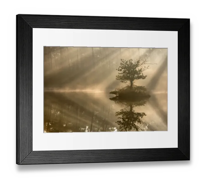 Framed Print : Small island with a pine tree in the first rays of sunlight on a misty morning, Oisterwijkse Framed Print : Small island with a pine tree in the first rays of sunlight on a misty morning, Oisterwijkse