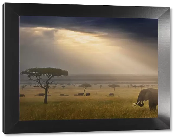 Tranquil landscape with African elephant (Loxodonta africana) and rays of sunlight at sunrise