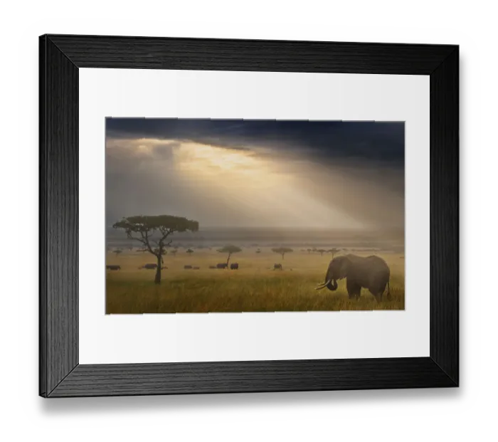 Framed Print : Tranquil landscape with African elephant (Loxodonta africana) and rays of sunlight at sunrise Framed Print : Tranquil landscape with African elephant (Loxodonta africana) and rays of sunlight at sunrise