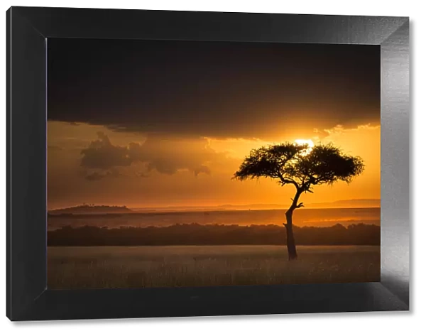 Sunset over savanna landscape image with a lone (Acacia) tree, Masai Mara NR, Kenya