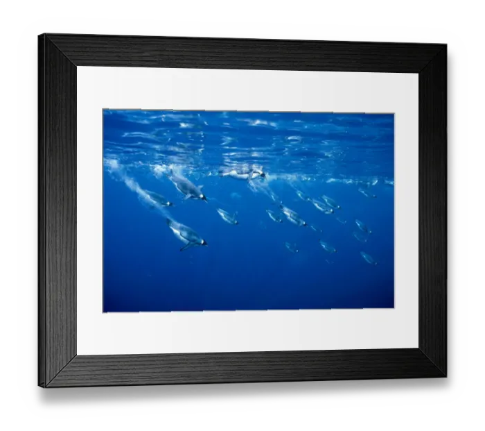 Framed Print : Emperor penguins diving {Aptenodytes forsteri} Antarctica Framed Print : Emperor penguins diving {Aptenodytes forsteri} Antarctica