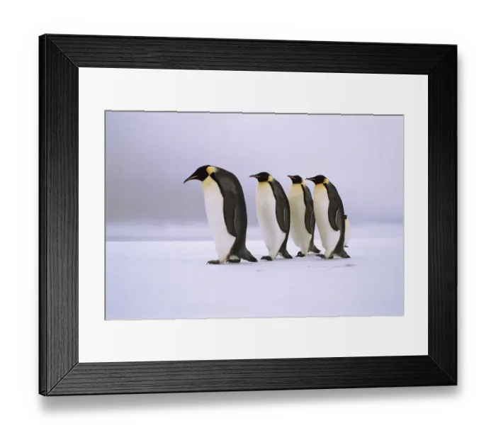 Framed Print : Emperor Penguins walking in a row, Antarctica