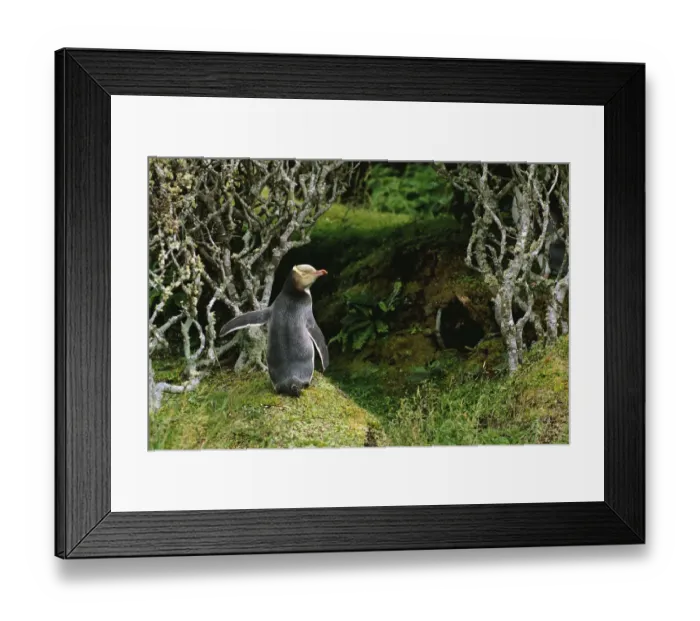Framed Print : Yellow-eyed penguin in forest {Megadyptes antipodes} Enderby Island, Auckland Is Framed Print : Yellow-eyed penguin in forest {Megadyptes antipodes} Enderby Island, Auckland Is