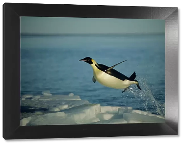 Emperor penguin flying out of water {Aptenodytes forsteri} Cape Washington, Antarctica