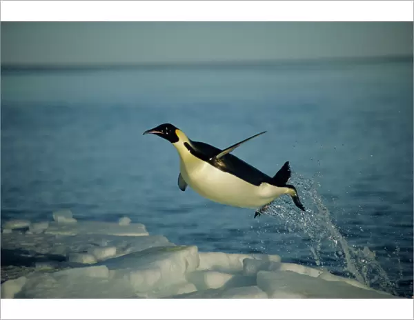 Emperor penguin flying out of water {Aptenodytes forsteri} Cape Washington, Antarctica